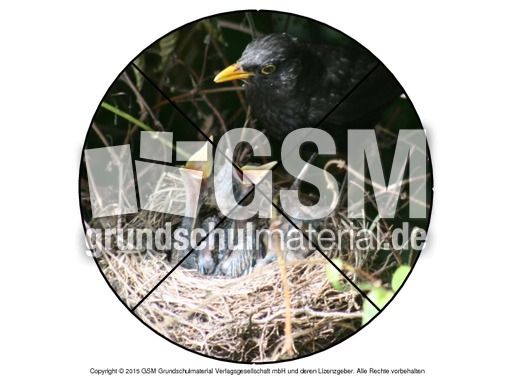 Faltform-Amsel 3.pdf